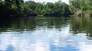 Jumping sturgeon in Fanning Springs on Suwannee River