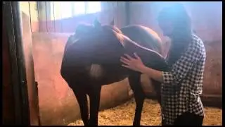 Arabian horse & Sabina Eminova