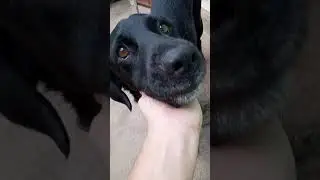 Cachorro Viralata Crescendo no Youtube 🎊🐾🐾🐕🎉