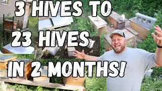 I went from 3 hives to 23 in 2 months! Growing my Apiary.