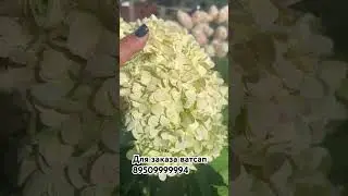 20 августа 2024 г.
