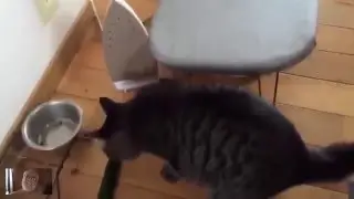 Funny Cats Compilation   2016