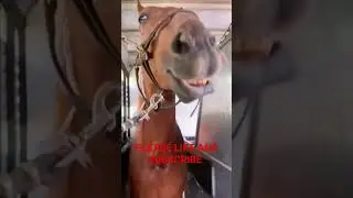 #funnyhorse