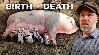 Birth + Death of a Pig (in one day) RECORD