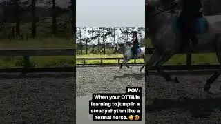 When your OTTB learns to keep a steady rhythm into jumps.         