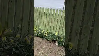 Кошачьи разборки. Бэт приревновал к Лайме.#сat#весна