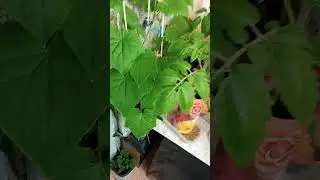 Мой маленький огород на балконе! #shorts