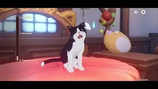 Genshin Impact | Cat Event Part 2