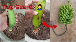 केले के पौधे को घर मे केले से उगाये 🍌 | 100% result | grow banana tree at home Part-2