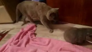Ксюша с котятами приход мамы кошки кошка и котята