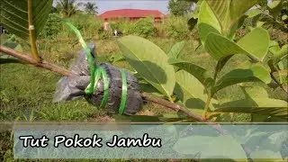 Tut Jambu Batu