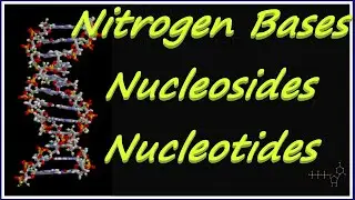 Nitrogen Bases | Nucleosides | Nucleotides