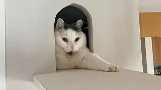 Funny animals - Funny cats and dogs - Funny animal videos 2024 🤣