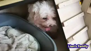 Lion Excited To Be a Foster Father #Baby cats #animal Lovers