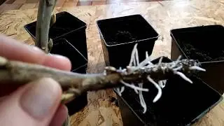 Currants. Winter cuttings