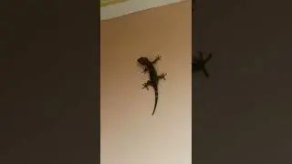 В Азии тебе никогда не будет одиноко, даже в душе😅🦎 #путешествия #travel