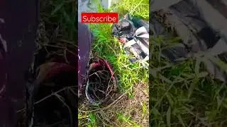 Gara2 mancing ikan betok malah dapat ini...😱‼️