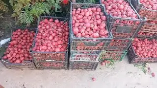 Уборка Редиски на Рынок Великие Копани
