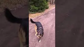 Гулять 
