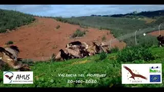 La comunidad de aves en el comedero para aves necrófagas de Valencia del Mombuey.