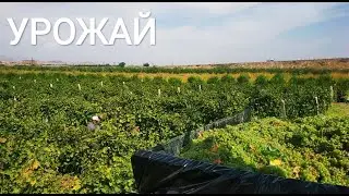 Урожай 2020
