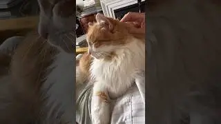 #мась #котики #рыжийкот #cat #redcat #funnycats