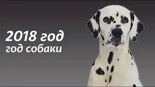 Год собаки