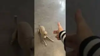 Cute Italian greyhound trick #doggo #italiangreyhounds #cute