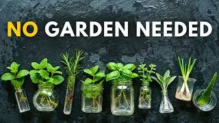 9 Healing Plants You Can Grow in a Cup of Water