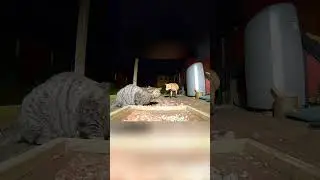 Приколы с животными