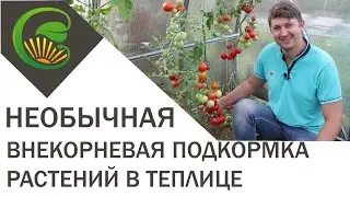 Необычное внекорневое питание растений в теплице (углеродная таблетка)