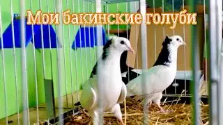 Мои бакинские голуби часть 1