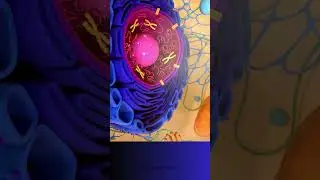 The Cell Animation