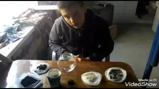 как сделать вечный террариум своими руками