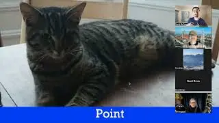 Cats Are Pointless 🐱