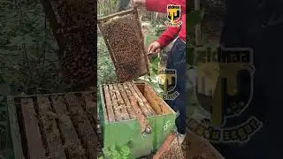 MADU NEKTAR RUMPUT PENTOL