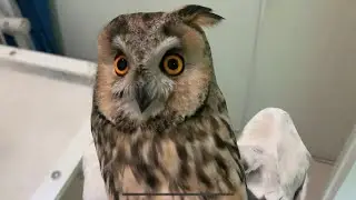 what we do in the shadows. buzzard, lapwing, long-eared owl, pygmy owl