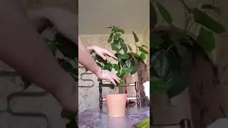 Китайская роза  (Гибискус )күтімі жəне зиянкестен құтылу шаралары