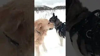 Dog dance in the snow ⛄️ 
