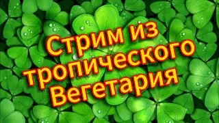 Утренний стриченский 🍀