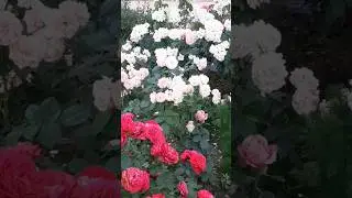 Любите жить!