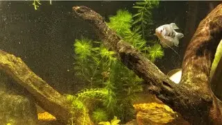 Collecting And Installing Native Plants In My Tank (Short Version)