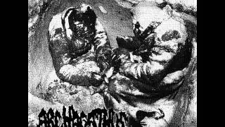 Archagathus - Split 7