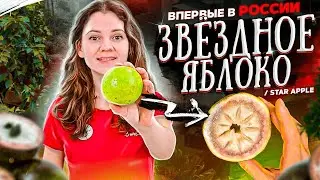 Экзотическое яблоко Star apple