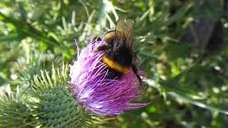 Fleißige Hummel auf Distelblüte