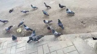 Pigeon slow motion flying video