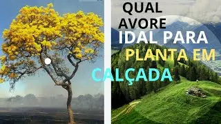 Qual a Árvore ideal para plantar em Calçada.