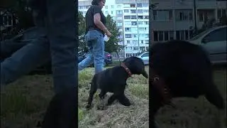 Молли. Русский охотничий спаниель #shorts #short #shortvideo #спаниель #щенок