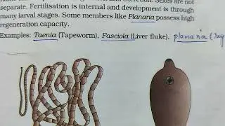 Phylum Platyhelminthes characteristics #platyhelminthes #animalkingdomclass11