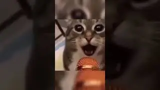 я гражданский но это кот
